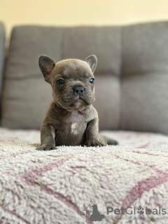 Photo №1. bouledogue - à vendre en ville de Santa Cruz de la Sierra | négocié | Annonce №118925