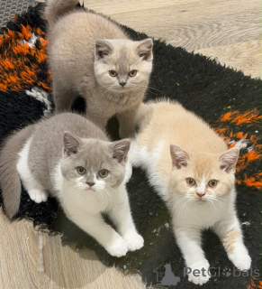 Photo №1. british shorthair - à vendre en ville de Magdebourg | négocié | Annonce № 176585
