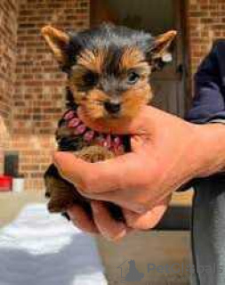 Photo №1. yorkshire terrier - à vendre en ville de San Antonio | 404€ | Annonce №127879