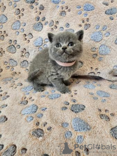 Photo №2 de l'annonce № 108596 de la vente british shorthair - acheter à Allemagne annonce privée, de la fourrière, de l'abri, éleveur