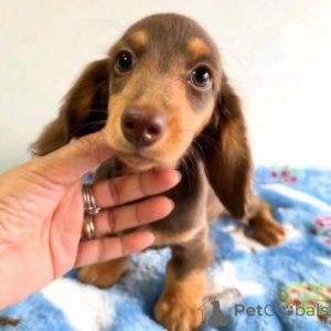Photo №3. Les taxes pour les femmes sont transférées dans la nouvelle maison. Allemagne