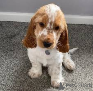 Photo №1. cocker spaniel anglais - à vendre en ville de Helsinki | 700€ | Annonce №169504