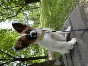 Photos supplémentaires: Papillon fille FCI