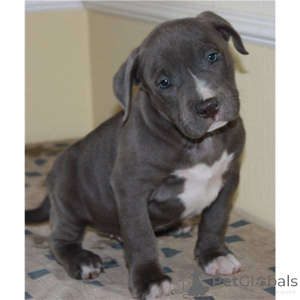 Photo №1. american pit bull terrier - à vendre en ville de Innsbruck | négocié | Annonce №167382