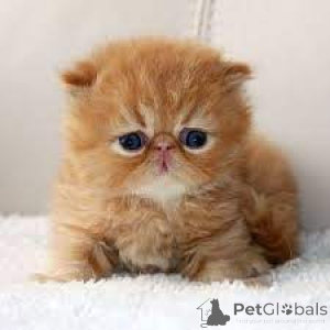 Photo №3. Perserkätzchen abzugeben.. Suisse