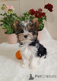 Photo №3. Бивер йор le, крносый парень. Turquie