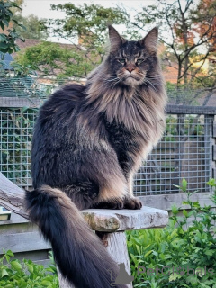 Photo №4. Je vais vendre maine coon en ville de Fulda. annonce privée - prix - 1063€