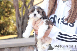 Photos supplémentaires: chiots shih tzu disponibles à partir de 4 semaines