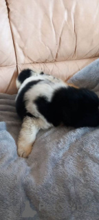 Photo №4. Je vais vendre terre-neuve en ville de Cuijk. annonce privée - prix - 380€