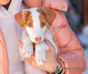 Photos supplémentaires: Chiots Podenco Ibicenco