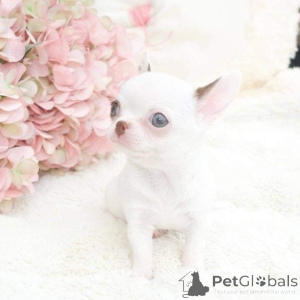 Photo №3. Un Adorablepuppies à la recherche d'une nouvelle maison envoyez-moi un message. Israël