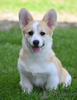 Photo №2 de l'annonce № 139183 de la vente welsh corgi - acheter à Serbie 