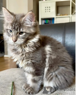 Photo №2 de l'annonce № 160421 de la vente maine coon - acheter à Norvège éleveur
