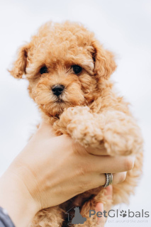 Photo №2 de l'annonce № 155525 de la vente caniche royale - acheter à Allemagne de l'abri