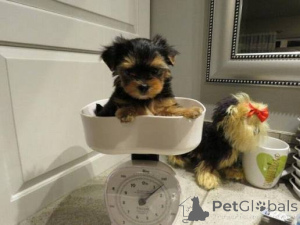 Photo №1. yorkshire terrier - à vendre en ville de Augsbourg | 727€ | Annonce №158067
