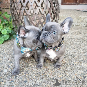 Photo №3. Bouledogue français mâle et femelle à adopter. Allemagne