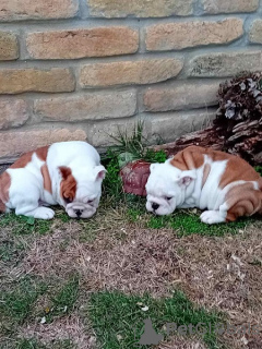 Photos supplémentaires: bouledogue anglais