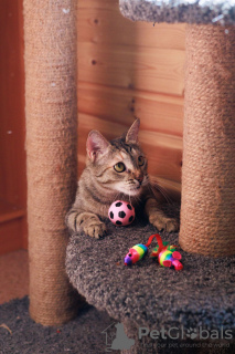 Photos supplémentaires: La chatte affectueuse Melissa est à la recherche d'un foyer.