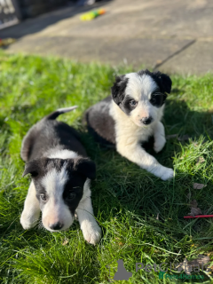 Photo №1. border collie - à vendre en ville de Jessen | 350€ | Annonce №166501