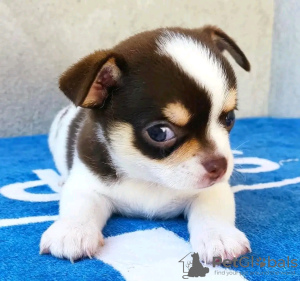 Photo №3. Chihuahua formé des toilettes. Estonie