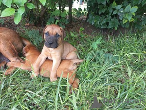 Photo №3. Bullterrieripennut Saatavilla adoptoitavaksi. La finlande