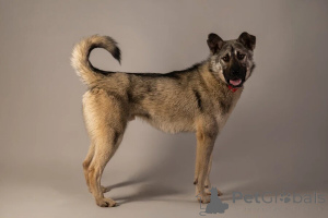 Photo №2 de l'annonce № 146686 de la vente chien bâtard - acheter à Fédération de Russie annonce privée