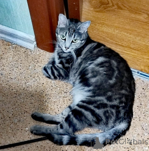 Photo №2 de l'annonce № 140655 de la vente bengal - acheter à Fédération de Russie annonce privée