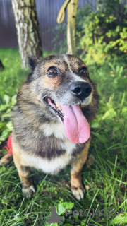 Photo №2 de l'annonce № 110319 de la vente chien bâtard - acheter à Fédération de Russie annonce privée