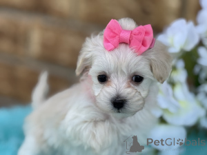 Photo №1. maltipu - à vendre en ville de Salzbourg | 900€ | Annonce №149582