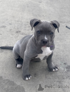 Photo №1. american pit bull terrier - à vendre en ville de Gérits | négocié | Annonce №168966