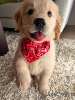 Photo №1. golden retriever - à vendre en ville de Munich | négocié | Annonce №158757