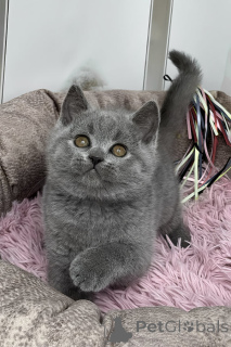 Photo №1. british shorthair - à vendre en ville de Chesterfield | négocié | Annonce № 173790