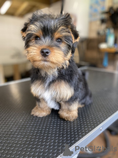 Photo №3. Chiots Yorkie en bonne santé à vendre. Allemagne