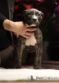 Photo №2 de l'annonce № 45285 de la vente chien de rhodésie à crête dorsale - acheter à Fédération de Russie 