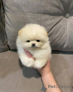 Photo №2 de l'annonce № 138773 de la vente spitz nain - acheter à USA éleveur