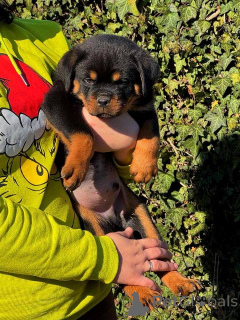 Photo №3. Chiots rottweilers. Serbie
