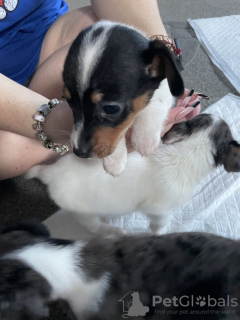 Photo №4. Je vais vendre jack russell terrier en ville de Viersen. annonce privée - prix - 425€