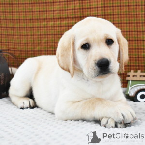 Photo №2 de l'annonce № 156359 de la vente labrador retriever - acheter à La Grande-Bretagne annonce privée, éleveur