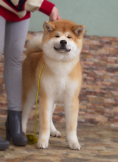 Photo №1. akita (chien) - à vendre en ville de Moscou | 846€ | Annonce №1799