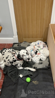 Photo №1. dalmatien - à vendre en ville de Vilvoorde | 420€ | Annonce №131481