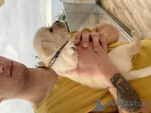 Photo №2 de l'annonce № 130788 de la vente labrador retriever - acheter à Monténégro annonce privée