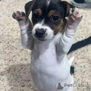 Photo №2 de l'annonce № 165563 de la vente jack russell terrier - acheter à La Grande-Bretagne annonce privée, éleveur