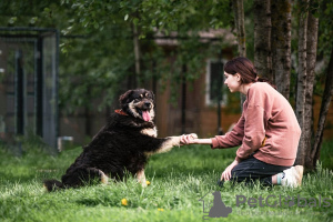 Photo №4. Je vais vendre chien bâtard en ville de Москва. annonce privée - prix - Gratuit