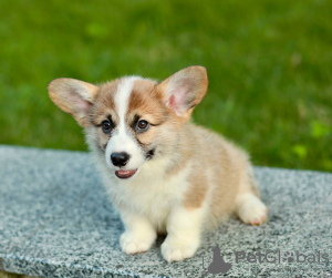 Photos supplémentaires: Je propose à la vente de superbes bébés corgi gallois) il y a 2 filles et 1