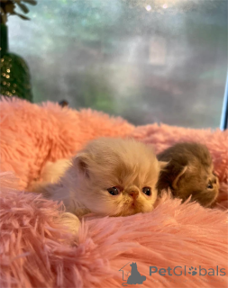 Photo №1. exotic shorthair - à vendre en ville de Gann. Munden | 350€ | Annonce № 153855