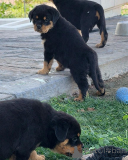 Photo №2 de l'annonce № 166816 de la vente rottweiler - acheter à Allemagne éleveur