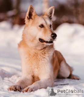 Photo №2 de l'annonce № 43223 de la vente chien bâtard - acheter à Fédération de Russie annonce privée