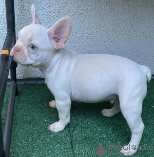 Photos supplémentaires: chiots bouledogue français à vendre)