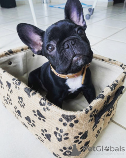 Photo №2 de l'annonce № 163573 de la vente  - acheter à Italie 