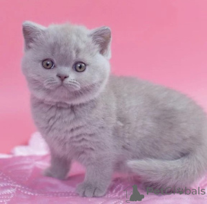 Photo №1. british shorthair - à vendre en ville de Augustusburg | 350€ | Annonce № 177324